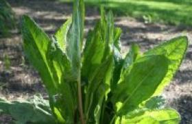 Урок недели: волшебные листики - щавель и шпинат