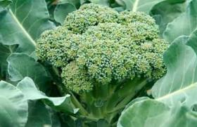 Vlastnosti brokolice, její kalorická hodnota, výhody a pravděpodobná újma
