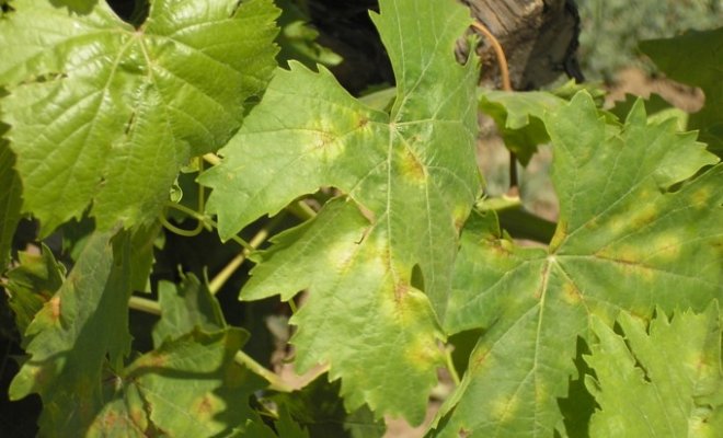 Коричневые пятна на листьях винограда: причины заболеваний