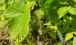 Коричневые пятна на листьях винограда: причины заболеваний