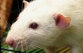 Jak interpretovat sen: proč krysy sní o spoustě krys?