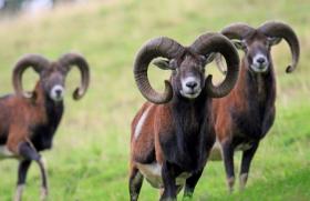 Mufloni jsou jedinou divokou ovcí v Evropě