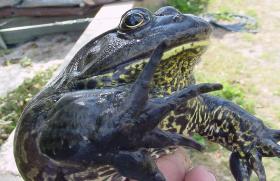 Bullfrog (Rana catesbeiana) - hlasový zvuk kvákání v mp3 plemene Bullfrog